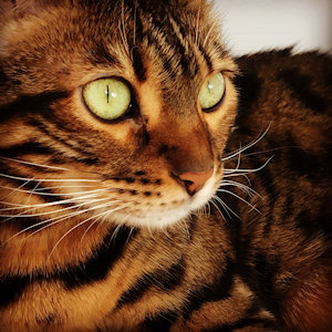 Macallan - our bengal cat © Ceri Leigh 2022