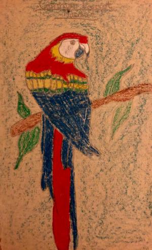 A Macaw © Ceri Leigh 2022